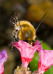 hairy footed flower bee Anthophora plumipes.  Male, feeding on a pulmonaria flower.