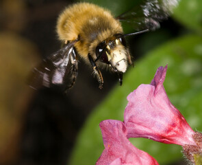 hairy footed flower bee Anthophora plumipes.  Male, in flight approaching a pulmonaria flower.  Males are brown