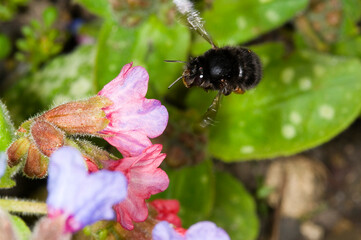 hairy footed flower bee Anthophora plumipes.  Female, in flight approaching a pulmonaria flower.  Females are black.