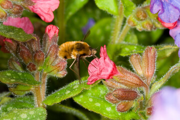 Major bee-fly (Bombylius major) sucking nectar from a pulmonaria flower