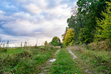 Fototapeta na wymiar Photography on theme beautiful footpath in wild foliage woodland