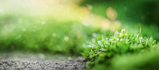 Spring background - Green Forest plant With Sunlight