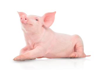Small pink pig isolated on white background