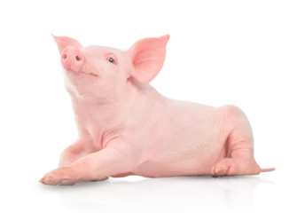 Fotobehang Small pink pig isolated on white background © The Len