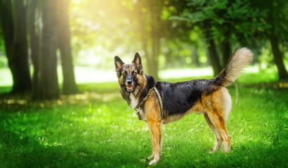 Beautiful german shepherd dog lay in summer forest