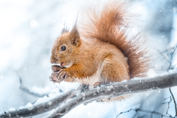 Red squirrel eats nuts in a snowy park.