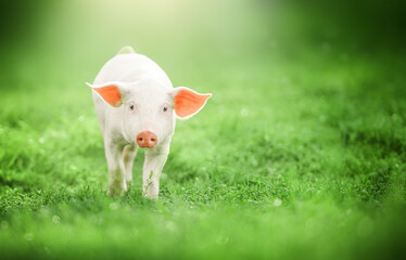 Cute baby pig looking into the camera on green grass background