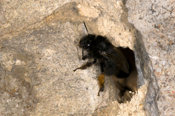 hairy footed flower bee Anthophora plumipes.  Female, emerging from hole.