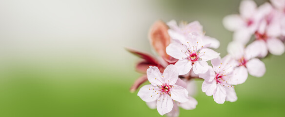 Cherry Blossom or Sakura flower on nature green background. banner photo.