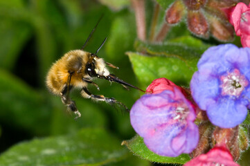 hairy footed flower bee Anthophora plumipes.  Male, in flight approaching a pulmonaria flower.  Males are brown