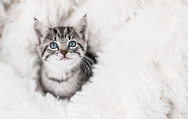 Cute little tabby kitten sitting on fur white blanket