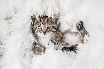 Cute little tabby kitten lying on fur white blanket © The Len