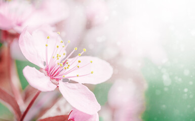 Cherry Blossom or Sakura flower on nature green background
