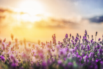 Beautiful violet lavender in the rays of light, a fairy tale landscape.