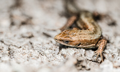 Closeup on the head and eye of the European common lizard, Zootoca vivipare
