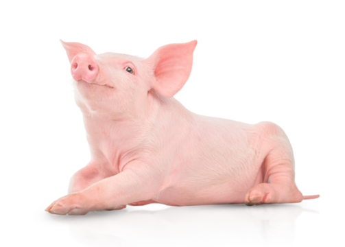 Small pink pig isolated on white background