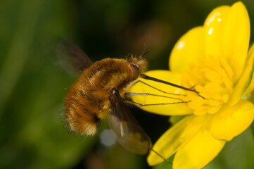 Major bee-fly (Bombylius major) feeding on a lesser celandine flower