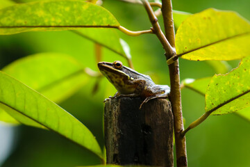 A leaf frog perched on an old log