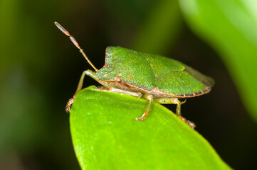 Green shieldbug on leaf. Palomina Prasina, Order Hemiptera sub order Heteroptera Family Acanthosomidae