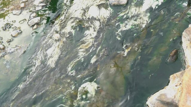 View of natural white algae plant or Chloroflexus authentiacus photosynthetic bacterium fluttering in hot spring water at Chae Son National Park of Thailand.