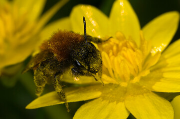 Andrena fulva ‚Äì the tawny mining bee, female on lesser celandine flower, covered in pollen.