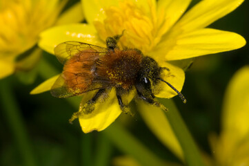 Andrena fulva ‚Äì the tawny mining bee, female on lesser celandine flower, covered in pollen.