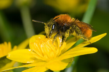 Andrena fulva ‚Äì the tawny mining bee, female on lesser celandine flower, covered in pollen.