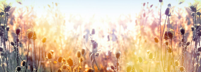 Thistle, burdock in meadow lit by sunlight