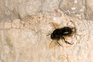hairy footed flower bee Anthophora plumipes.  Female, in flight leaving nesting hole in wall.