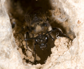 cuckoo bee emerging from the hole of the hairy footed flower bee, anthophora plumipes, after laying eggs.