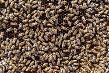Abstract hexagon structure is honeycomb from bee hive filled