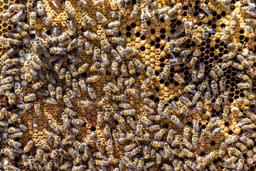 Abstract hexagon structure is honeycomb from bee hive filled
