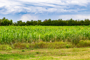 Photography on theme big corn farm field for organic harvest