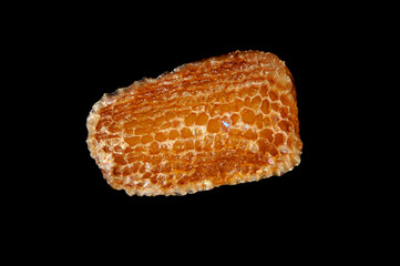 A seed of the common foxglove, Digitalis Purpurea in extreme close up.