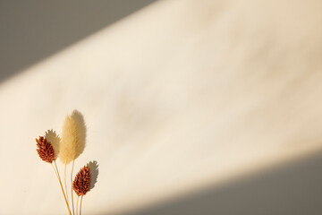 dried flowers with sunlight shadow on beige background. flat lay and copy space