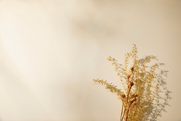 dried flowers with sunlight shadow on beige background. flat lay and copy space