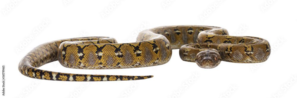 Fototapete Beautiful Reticulated python aka Malayopython reticulatus snake in color platinum. Isolated cutout on transparent background.