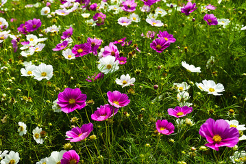 Cosmos flowers against fields in Da Lat with copy space as background