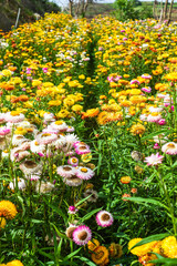 Obraz premium Field of Xerochrysum bracteatum, commonly known as the golden everlasting or strawflower 