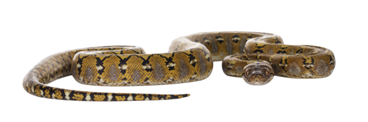 Beautiful Reticulated python aka Malayopython reticulatus snake in color platinum. Isolated cutout on transparent background.