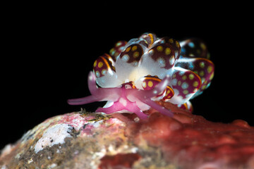 Nudibranch - sea slug - butterfly Slug - Cyerce kikutarobabai. Underwater macro world of Tulamben, Bali, Indonesia.