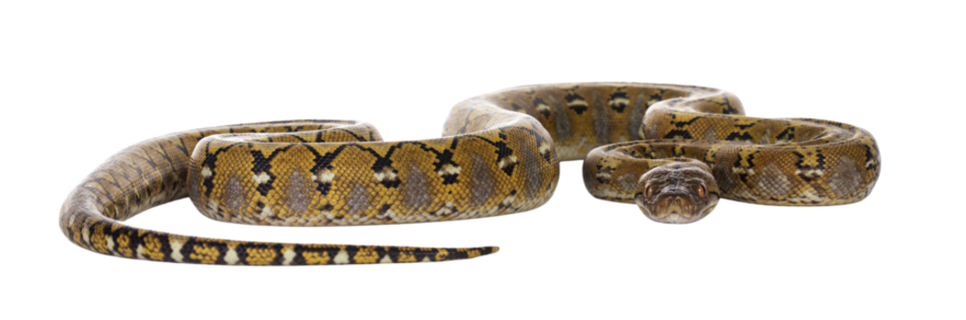 Beautiful Reticulated python aka Malayopython reticulatus snake in color platinum. Isolated cutout on transparent background.