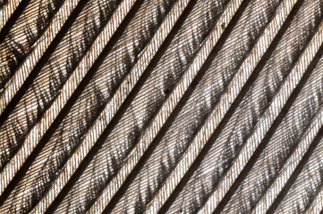 microscopic image of the patterns made by a pigeon feather