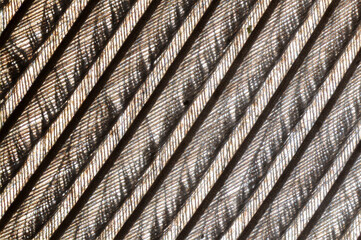 microscopic image of the patterns made by a pigeon feather