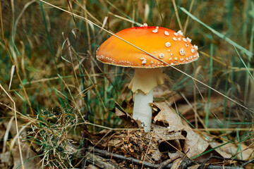 Toadstool red in the forest