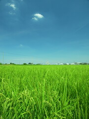稲穂の付き始めた近郊の田圃風景