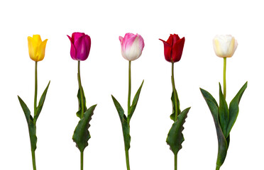 Spring flowers are isolated on a white background with green leaves. Beautiful multi-colored tulips for decor, postcards. Flowers are red, yellow, white, pink. Mother's Day, March 8, Valentine's Day