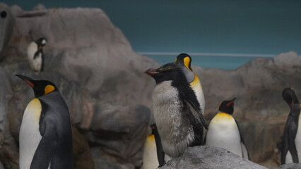 Eudyptes와 Aptenodytes는 각각 갯버드펭귄과 황제펭귄을 포함하는 두 개의 펭귄 속입니다. 이 두 속은 펭귄 중에서도 독특한 특성을 지닌 종들로 유명합니다.