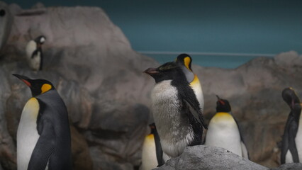  Eudyptes and Aptenodytes patagonicus or more diverse than the other penguin genera.|國王企鵝|冠企鵝屬|Crested penguins