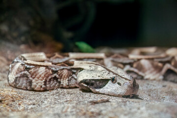 gabon viper portrait